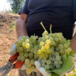 I grappoli di uva Glera dell’Azienda Agricola Ballianei